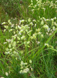 Bladder Campion