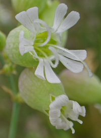 Bladder Campion