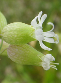 Bladder Campion