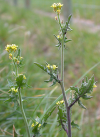 Hedge Mustard