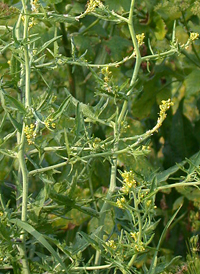 Hedge Mustard