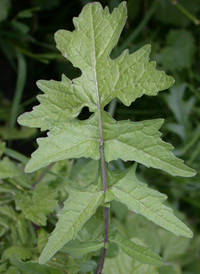 Hedge Mustard