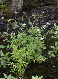 Hemlock Water-parsnip