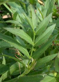 Hemlock Water-parsnip