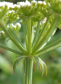 Hemlock Water-parsnip