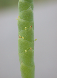 Dwarf Glasswort