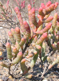 Dwarf Glasswort