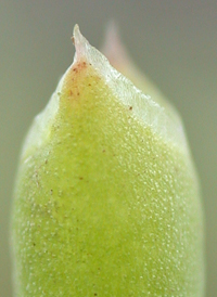 Dwarf Glasswort