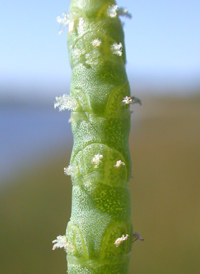 Virginia Glasswort