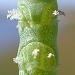 Virginia Glasswort