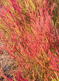 Virginia Glasswort