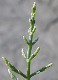 Virginia Glasswort