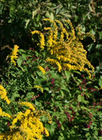 Tall Goldenrod