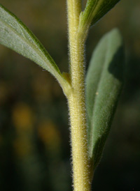 Tall Goldenrod