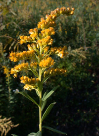 Tall Goldenrod