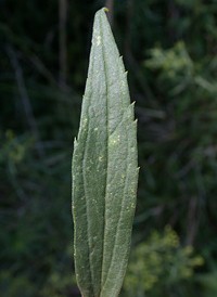 Tall Goldenrod