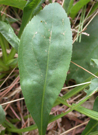 Atlantic Goldenrod