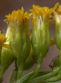 Atlantic Goldenrod