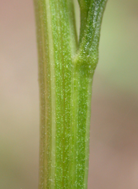 Atlantic Goldenrod