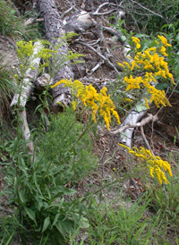 Atlantic Goldenrod