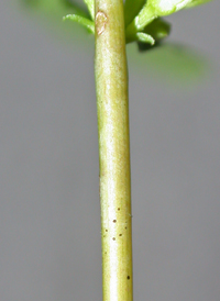 Blue-stemmed Goldenrod