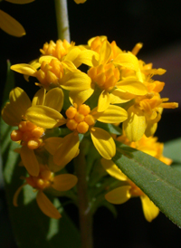 Blue-stemmed Goldenrod