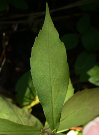 Blue-stemmed Goldenrod