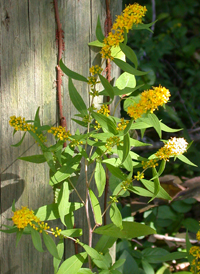 Blue-stemmed Goldenrod