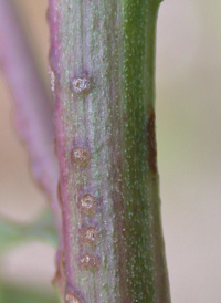 Slender Goldenrod