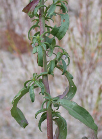 Slender Goldenrod