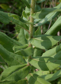 Pine Barren Goldenrod