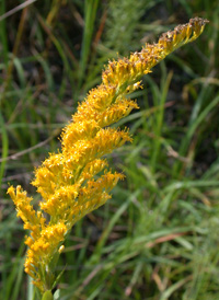 Pine Barren Goldenrod