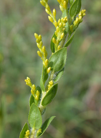 Pine Barren Goldenrod