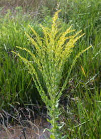 Pine Barren Goldenrod