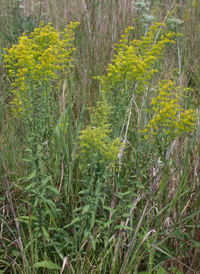 Gray Goldenrod