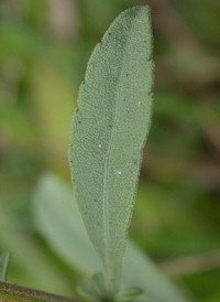 Gray Goldenrod