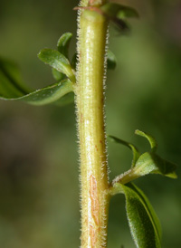 Anise-scented Goldenrod