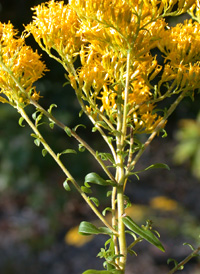 Anise-scented Goldenrod