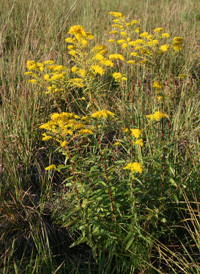 Anise-scented Goldenrod