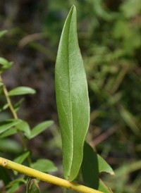 Anise-scented Goldenrod