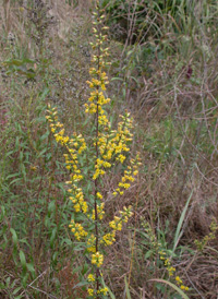 Downy Goldenrod