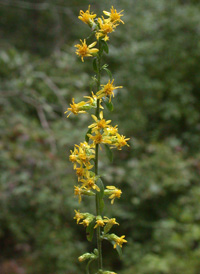 Downy Goldenrod