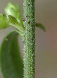 Downy Goldenrod