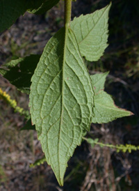 Rough-stemmed Goldenrod