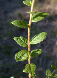 Rough-stemmed Goldenrod