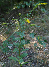 Rough-stemmed Goldenrod