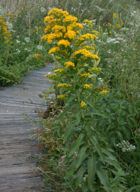 Seaside Goldenrod