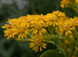 Seaside Goldenrod