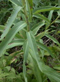 Seaside Goldenrod