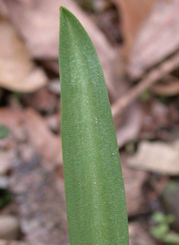 Siberian Squill